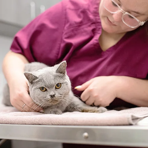 End-of-Life Pet Care