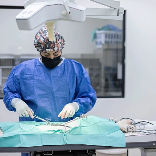 Homepage Pet Surgery