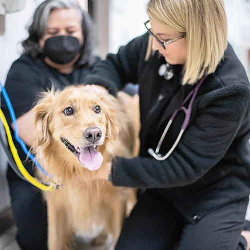 Homepage Pet Wellness Care