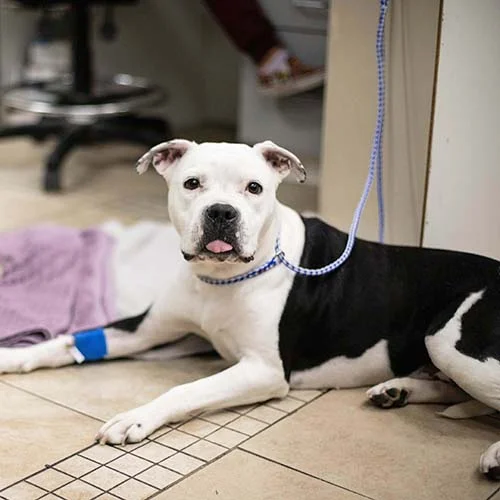Homepage Urgent Pet Care