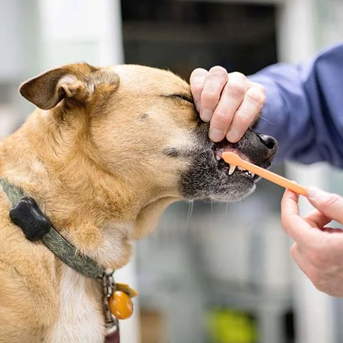 Pet Dentistry