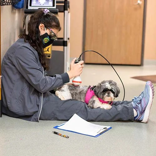 Pet Laser Therapy