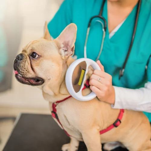 Pet Microchipping